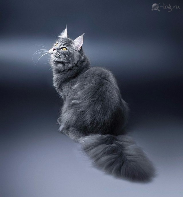 Забавные фото котеек