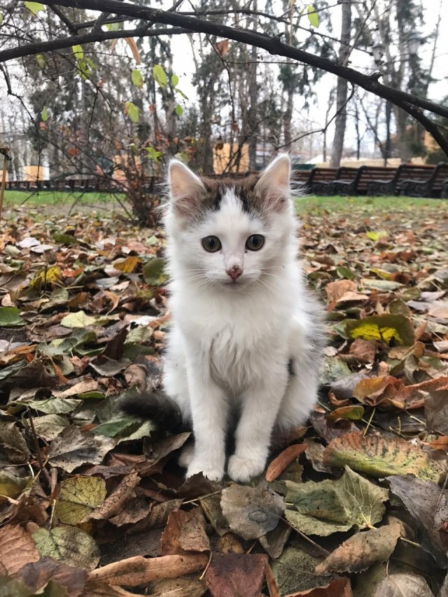 Забавные фото котеек