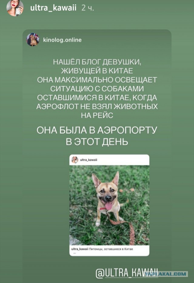 «Аэрофлот» продал билеты на вывозные рейсы из Китая пассажирам с животными. Но собак и кошек оставил в аэропорту