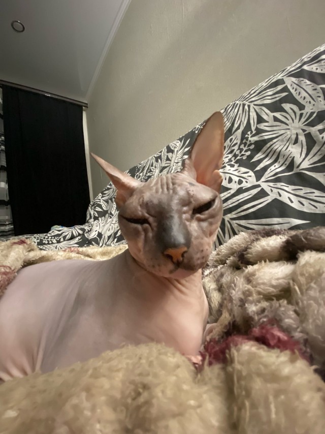 Эти забавные животные