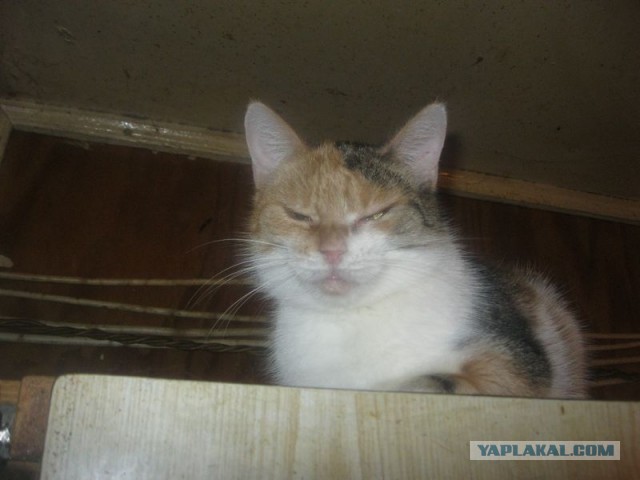 Жизнь домашнего приюта для котеек 327