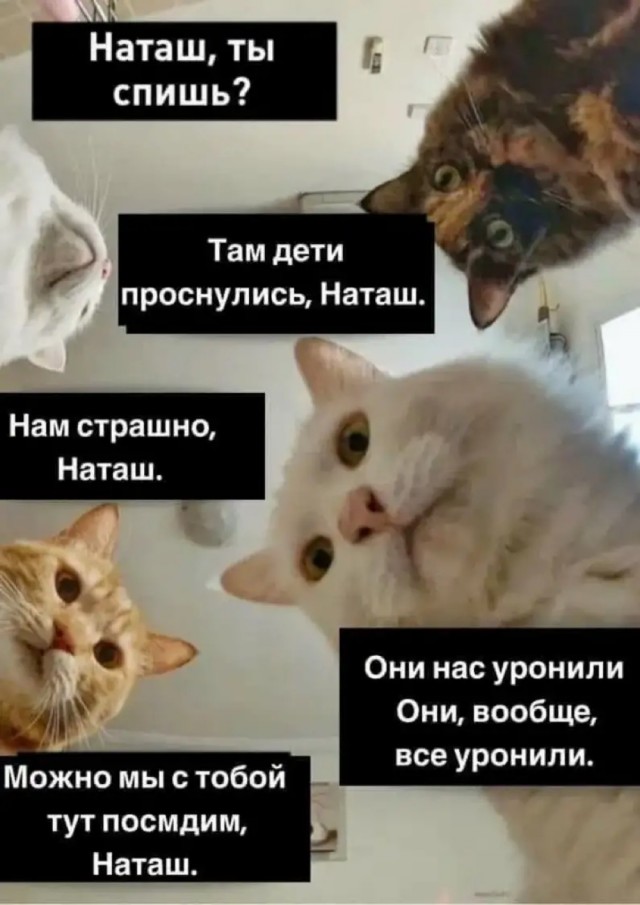 Любой кот в 6 утра