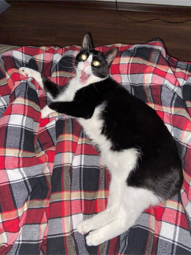 Котовторник!