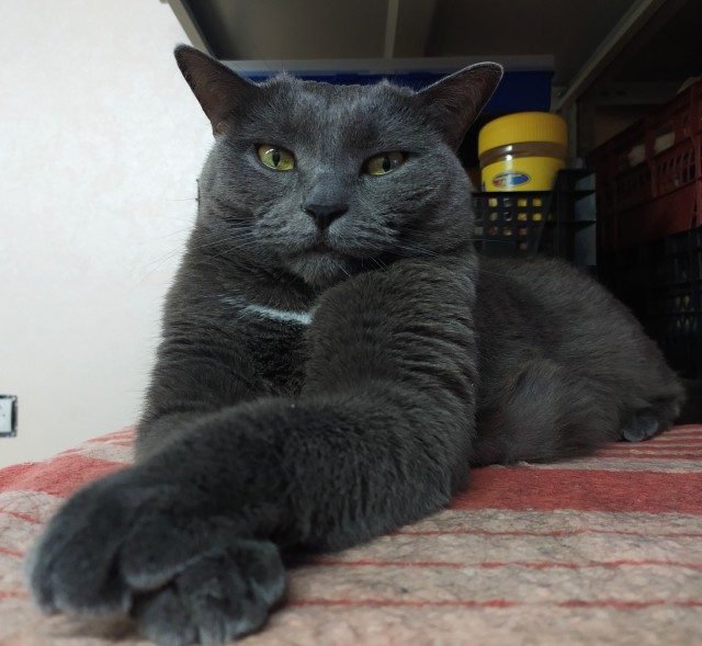 Котовторник же!