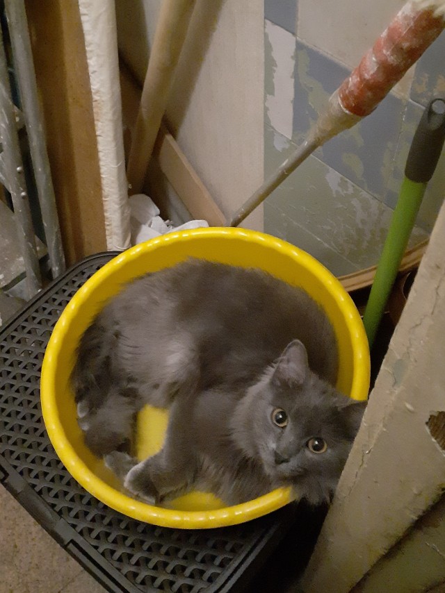 Хозяин в доме