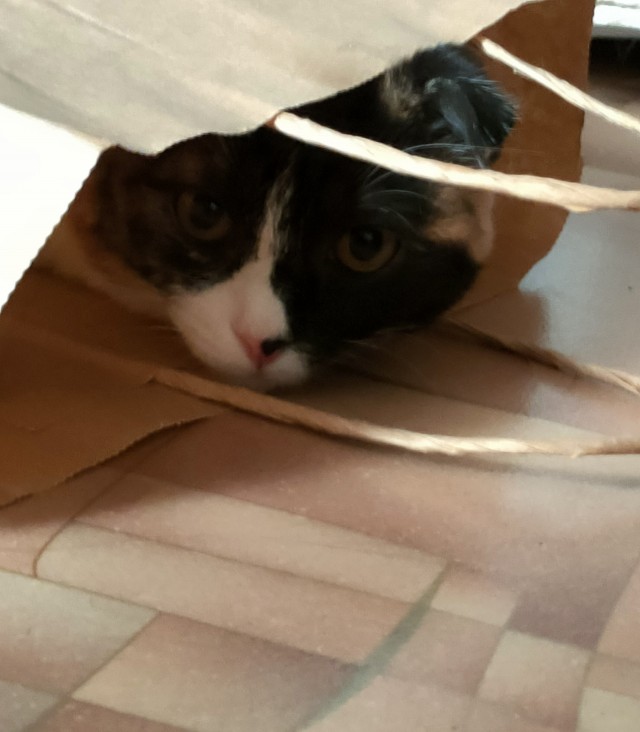 Солнце котовторника уже встало, Господа!