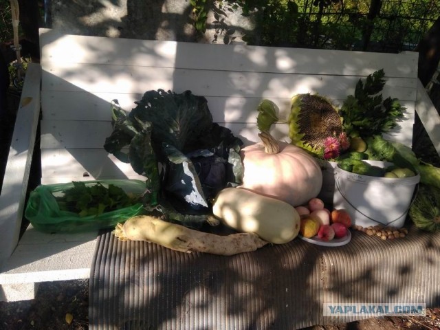 Дача (Хвастаемся). Не продаётся. Просто показываю. Красивое! Вспомним лето перед зимой