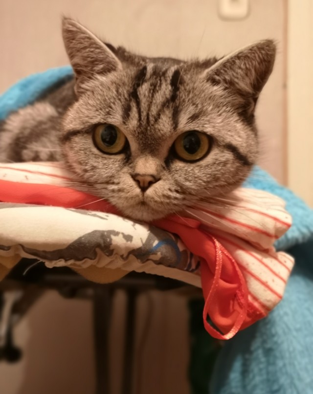 Котовторник так котовторник