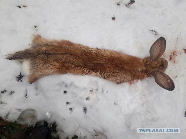 Оказывается они вытягиваются