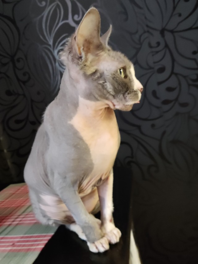 Котэ Веник в котовторник