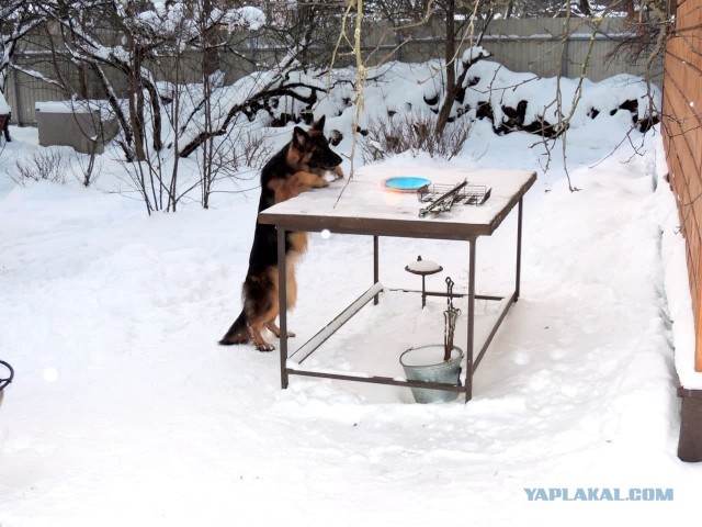 Собакочетверг