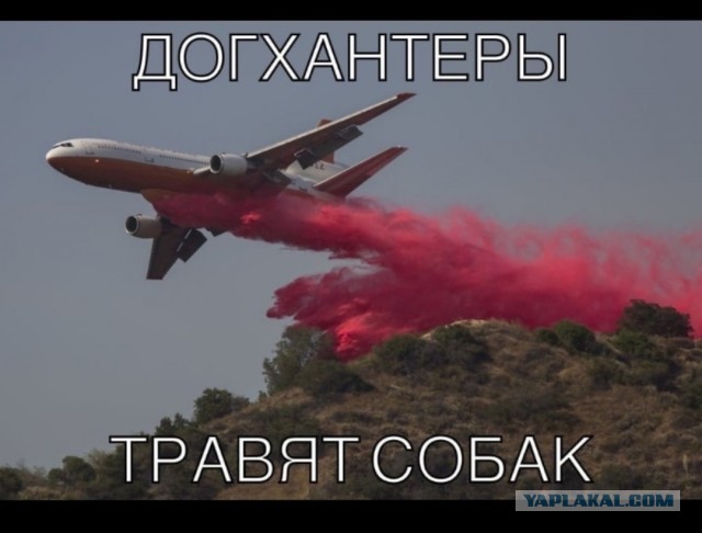 В Астрахани за вознаграждение ищут отравителей собак.