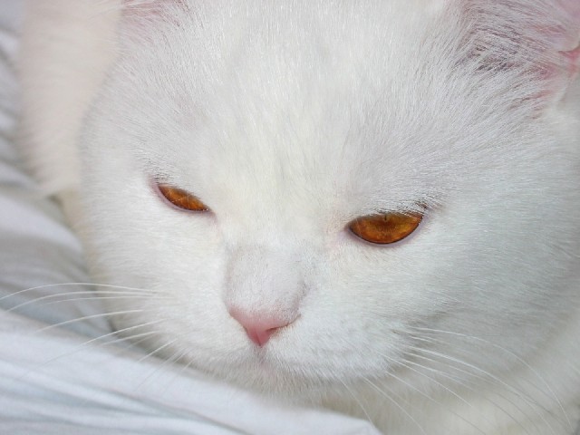 Кот Яша. Курильский бобтейл.