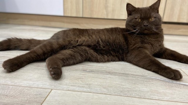 Ну, поехали в котоввторник!