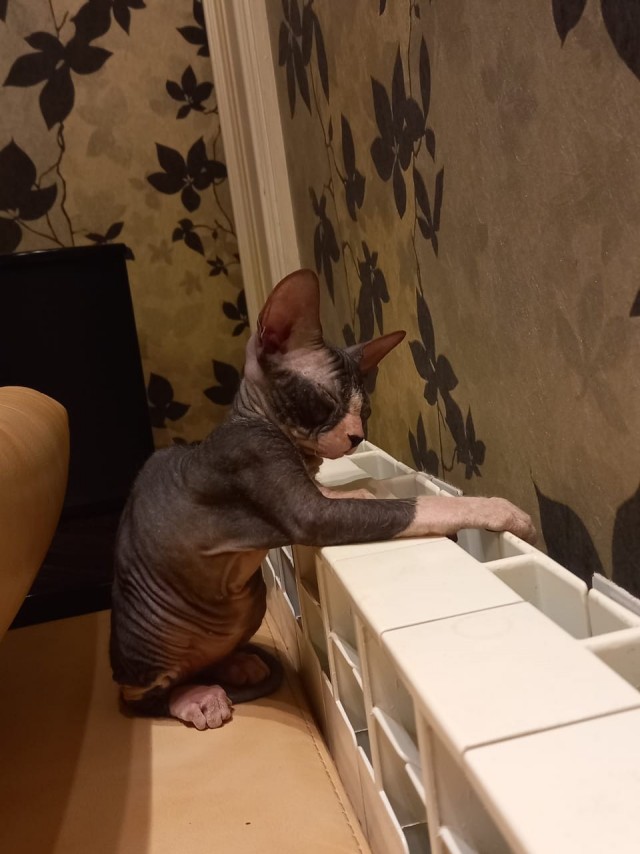 А это мой котан к котовторнику