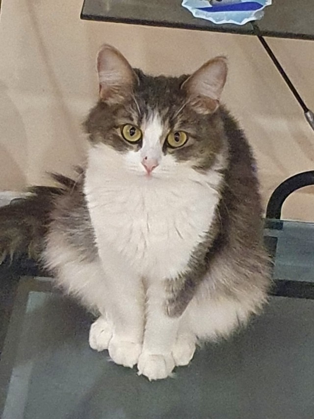 Ура! Котовторник.