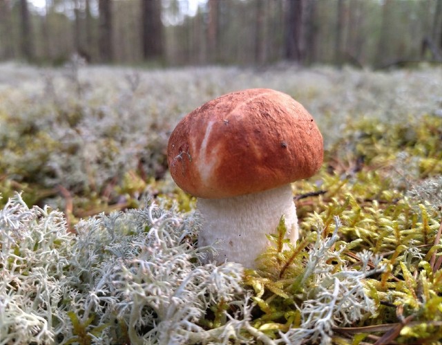 «Мясо бедняков»