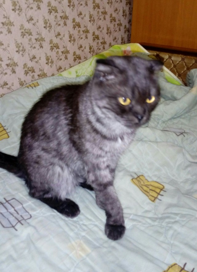С Котовторником вас! Зовут Чеса!