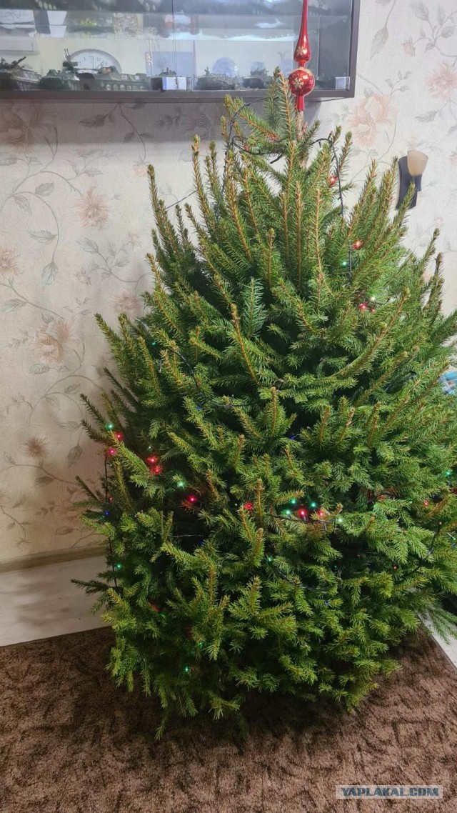 Апельсиние цветы