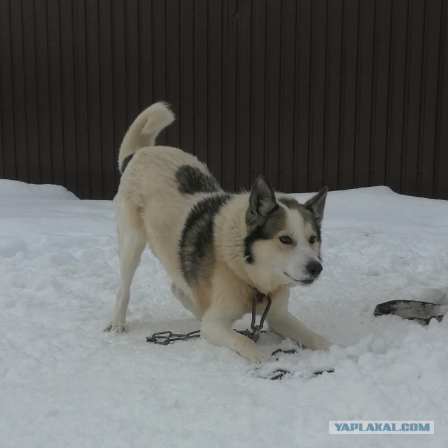 Доброе утро, ЯП!