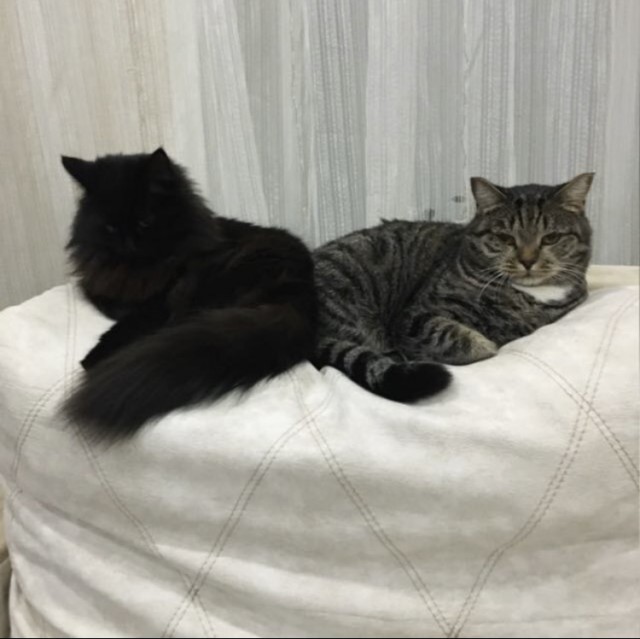 Кот Филимон