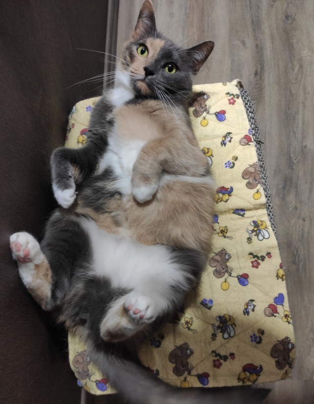 К котовторнику