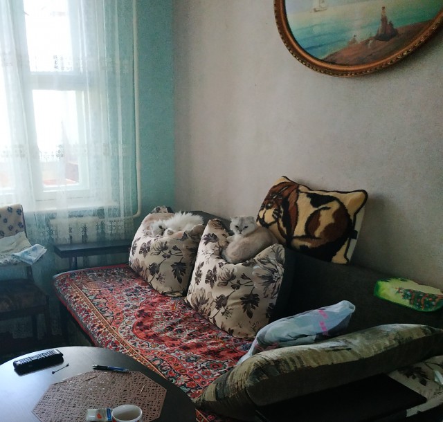 Котовторник