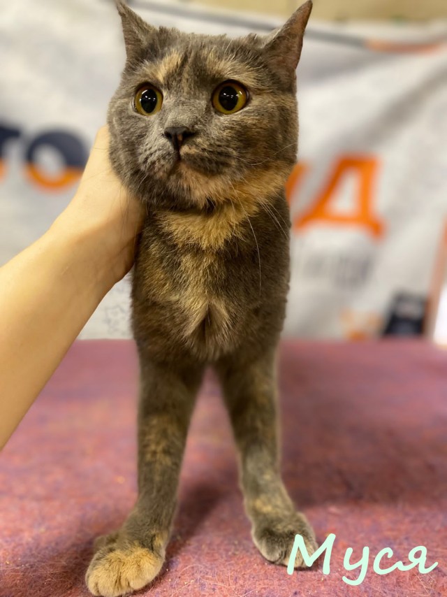 Жизнь домашнего приюта "Котоленд" 382