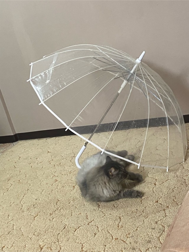 Начинаем котофторник?