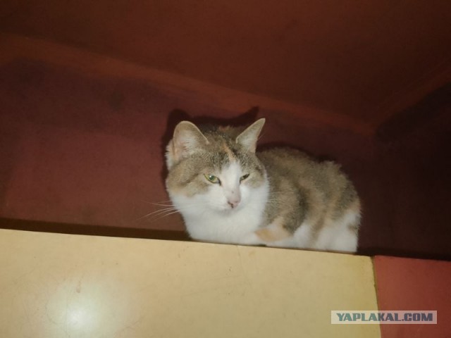 Жизнь домашнего приюта для котеек 469