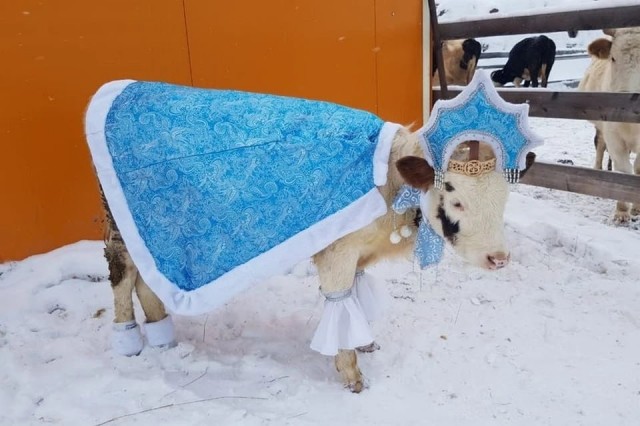 Самую красивую корову выбрали в Якутии