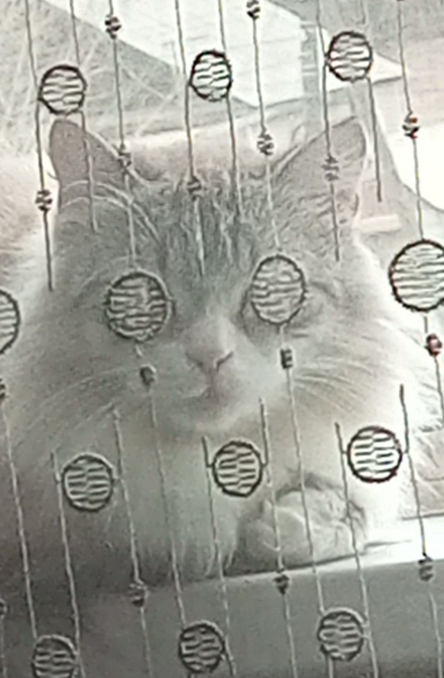 Нужна помощь по котейке!