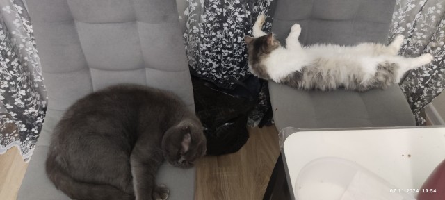 Котовторник 05/11/2024
