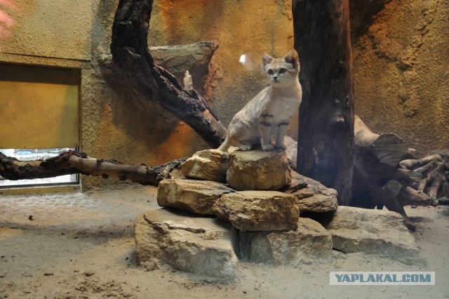 Котовторник 04.06.2013