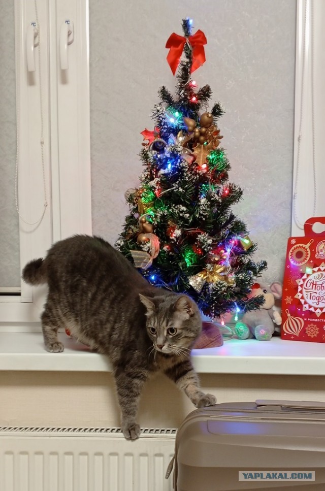 Последний котовторник в этом году