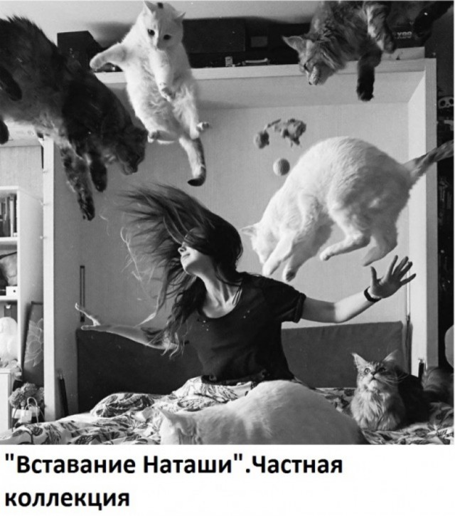 К котовторнику: подборка картинок-баянов с котиками и про котиков. Выпуск 2.