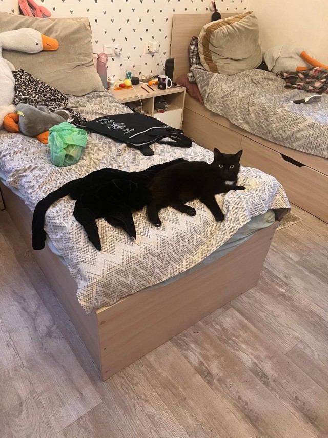 Шестилапый однохвост