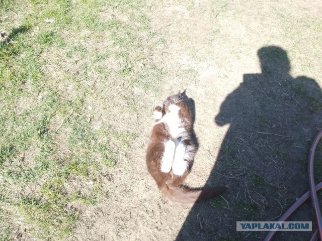 Жизнь домашнего приюта для котеек 538