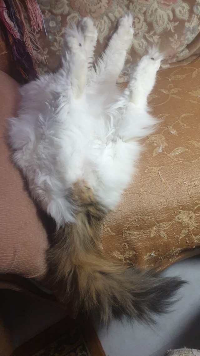 Смешные коты, которые бы победили на конкурсе абсурдных фотографий