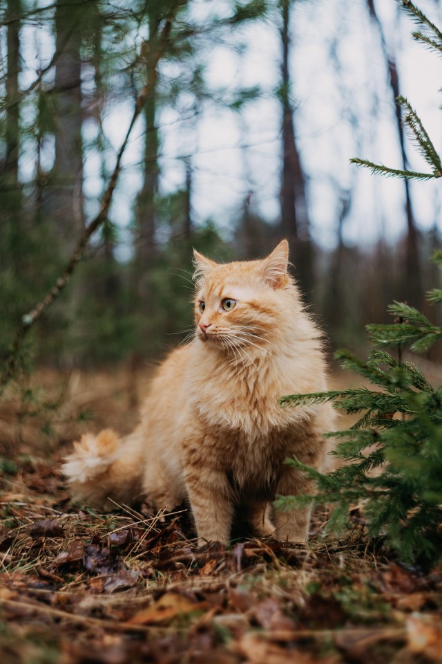 Лесной страж (котовторник)