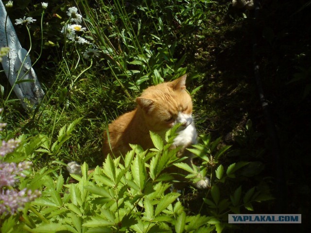 Котовторник 9.07.2013