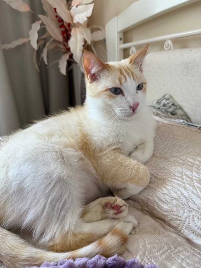 Котëнок-заморыш стал красивой кошкой