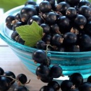Почему в США запретили черную смородину