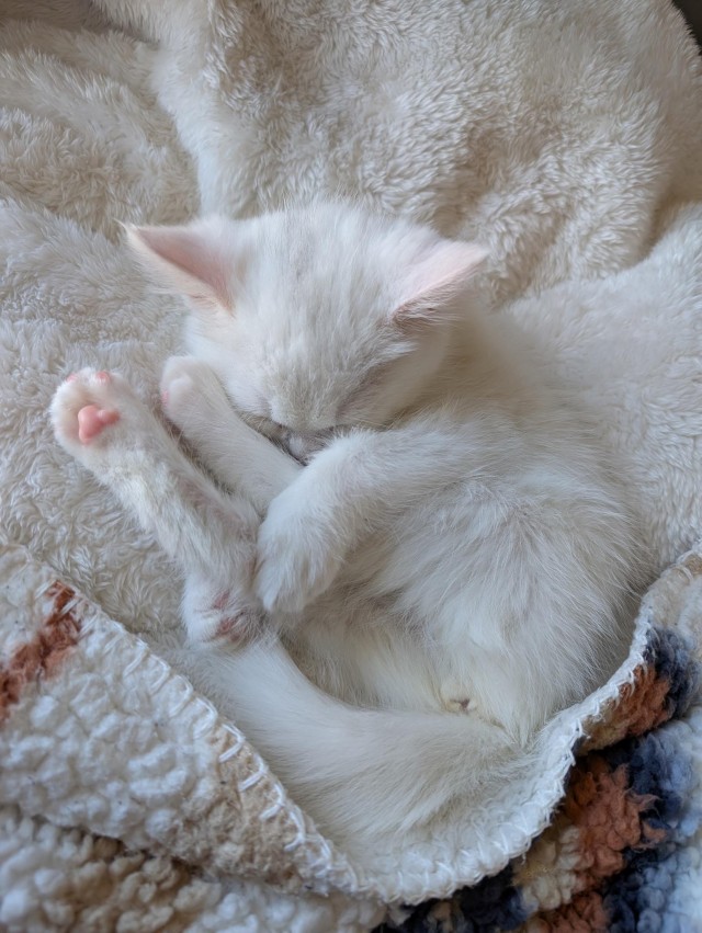 Маленькая милота для котовторника