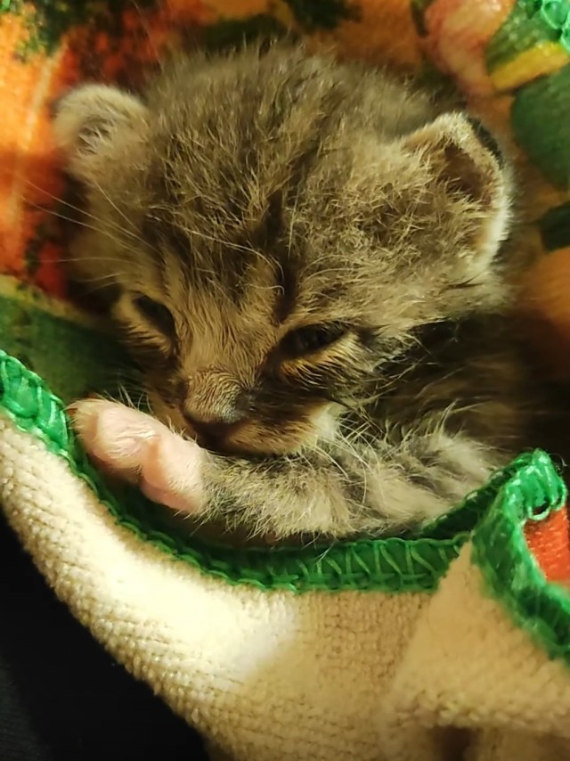 Нашелся таки хозяин (точнее хозяйка)