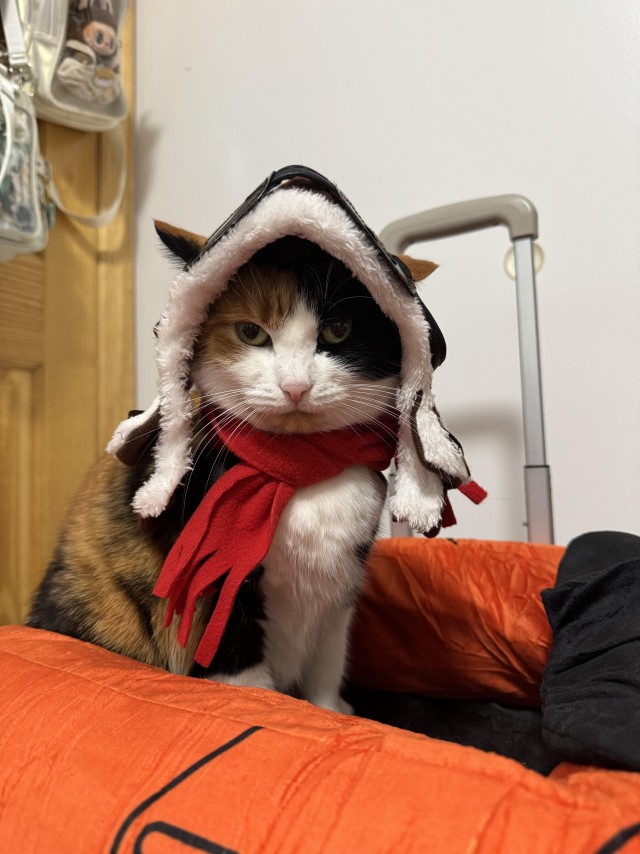 Дурацких фото котов тред