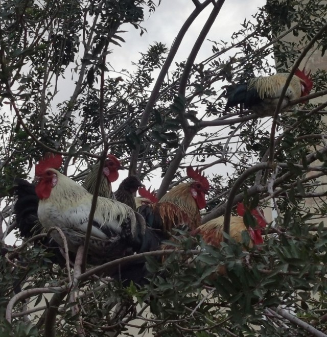 Всякой Хни вам в ленту, дорогие деграданты