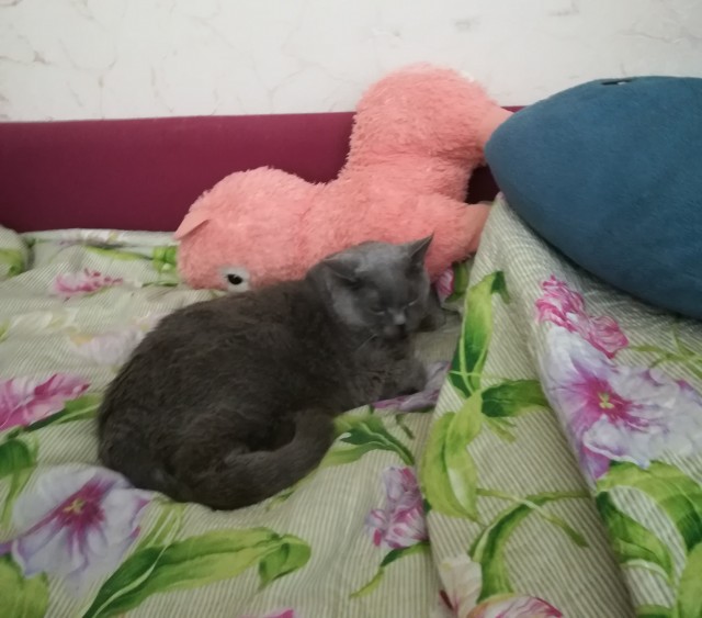17 лет Коту ( примерно)