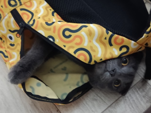 Котовторник же!