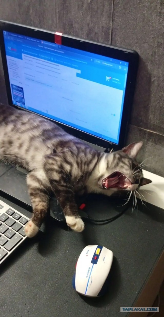 Котовторник же!